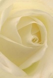 This image transports you into the gentle heart of a Stratford rose, as if you stand nestled among its delicate cream-white folds on a tranquil morning. The spiraling petals unfurl with remarkable softness-so inviting that you can almost feel their cool, velvety touch, reminiscent of the fresh florals found at Stratford's bustling local markets. Subtle gradations of ivory and pale gold catch the light, creating a serene luminosity that echoes the gentle calm after dawn's rain over nearby Mary Neville Park. The shadows trace elegant curves, adding depth and quiet drama, while the bloom's perfectly arranged layers capture the devoted handwork of expert Stratford florists. Emotion radiates through the flower's delicate form, making it an ideal tribute for expressing deep sympathy, gentle admiration, or celebrating a new beginning. The rose's nearly translucent outer petals whisper of fragility and hope, a reminder of nature's wisdom and resilience-qualities cherished in our Stratford community. Close at hand, one might imagine the faint, sweet essence of its fragrance bringing comfort to any room. This close-up doesn't just showcase the flower's beauty; it brings forward the tender intent, calming artistry, and genuine emotion behind every Stratford Flowers bouquet designed for those extra meaningful occasions.